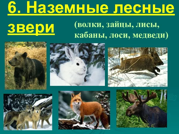 6. Наземные лесные звери (волки, зайцы, лисы, кабаны, лоси, медведи)