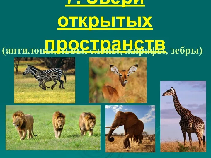 7. Звери открытых пространств (антилопы, львы, слоны, жирафы, зебры)