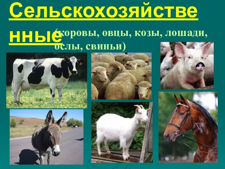 9. Сельскохозяйственные звери (коровы, овцы, козы, лошади, ослы, свиньи)