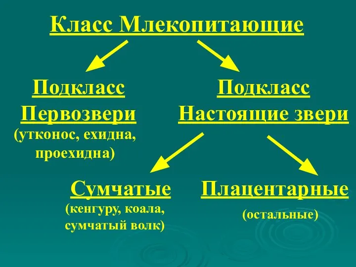 Класс Млекопитающие Подкласс Первозвери (утконос, ехидна, проехидна) (кенгуру, коала, сумчатый волк)