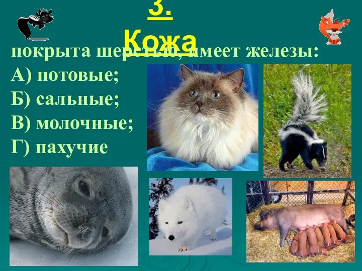 3. Кожа покрыта шерстью, имеет железы: А) потовые; Б) сальные; В) молочные; Г) пахучие