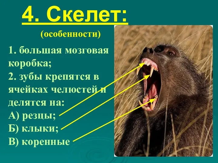 4. Скелет: (особенности) 1. большая мозговая коробка; 2. зубы крепятся в