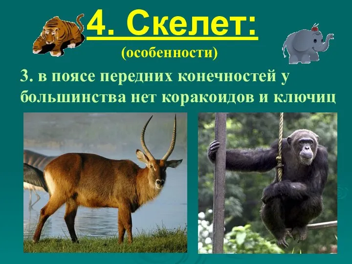 4. Скелет: (особенности) 3. в поясе передних конечностей у большинства нет коракоидов и ключиц