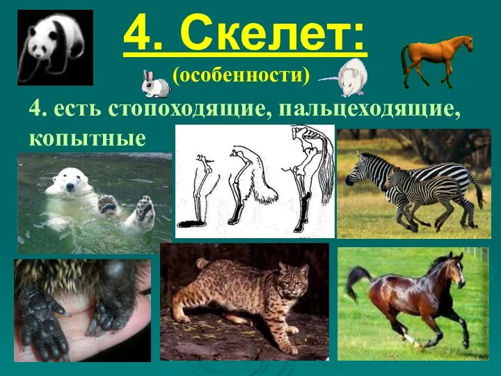 4. Скелет: (особенности) 4. есть стопоходящие, пальцеходящие, копытные