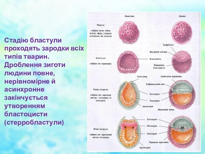 Стадію бластули проходять зародки всіх типів тварин. Дроблення зиготи людини повне,