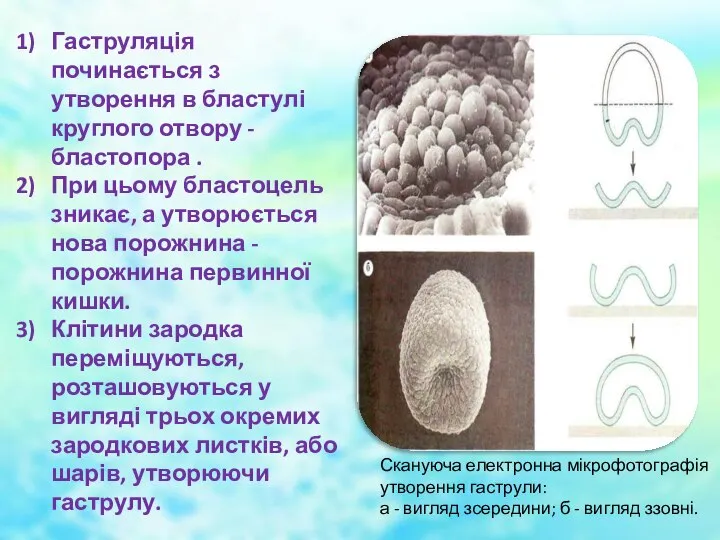 Гаструляція починається з утворення в бластулі круглого отвору - бластопора .