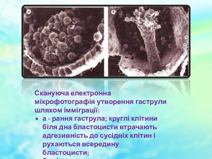 Скануюча електронна мікрофотографія утворення гаструли шляхом імміграції: а - рання гаструла;