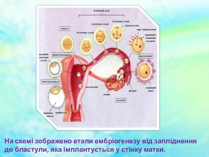 На схемі зображено етапи ембріогенезу від запліднення до бластули, яка імплантується у стінку матки.