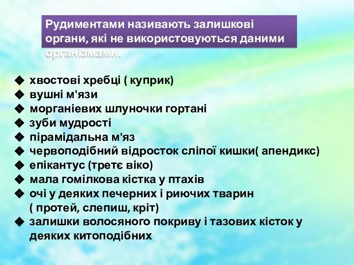 Рудиментами називають залишкові органи, які не використовуються даними організмами. хвостові хребці