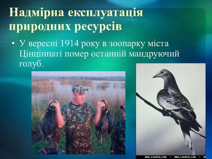 Надмірна експлуатація природних ресурсів У вересні 1914 року в зоопарку міста Цінціннаті помер останній мандруючий голуб.