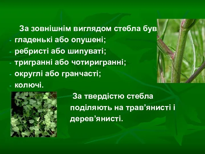 За зовнішнім виглядом стебла бувають: гладенькі або опушені; ребристі або шипуваті;