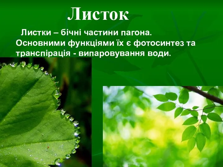 Листок Листки – бічні частини пагона. Основними функціями їх є фотосинтез та транспірація - випаровування води.