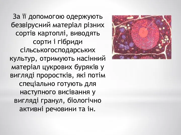 За її допомогою одержують безвірусний матеріал різних сортів картоплі, виводять сорти