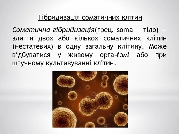 Гібридизація соматичних клітин Соматична гібридизація(грец. soma — тіло) — злиття двох