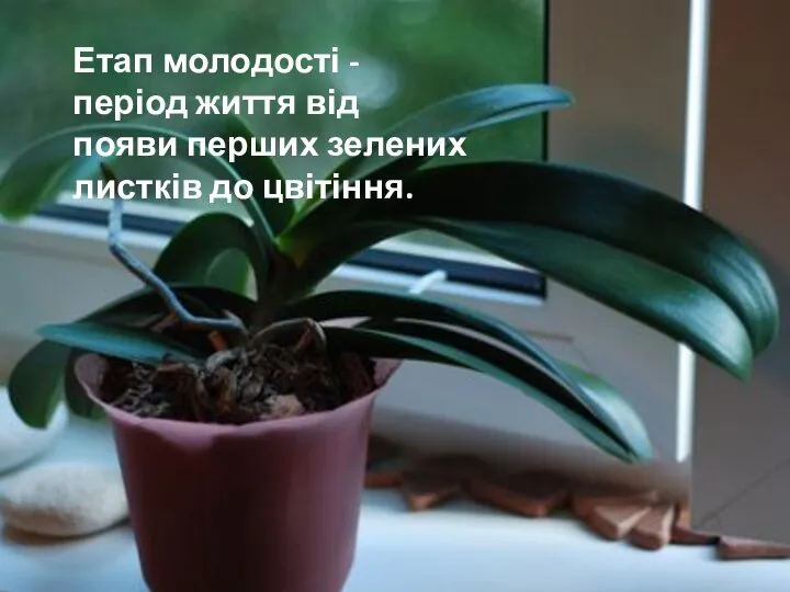 Етап молодості -період життя від появи перших зелених листків до цвітіння.