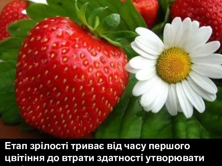 Етап зрілості триває від часу першого цвітіння до втрати здатності утворювати насіння та плоди.