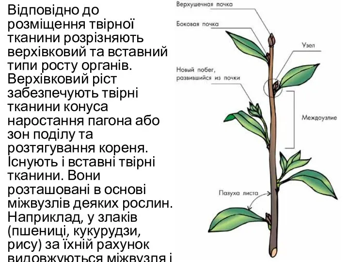 Відповідно до розміщення твірної тканини розрізняють верхівковий та вставний типи росту