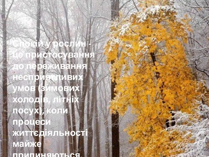 Спокій у рослин - це пристосування до переживання несприятливих умов (зимових