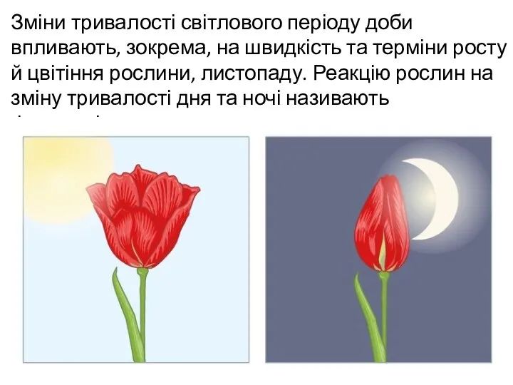 Зміни тривалості світлового періоду доби впливають, зокрема, на швидкість та терміни