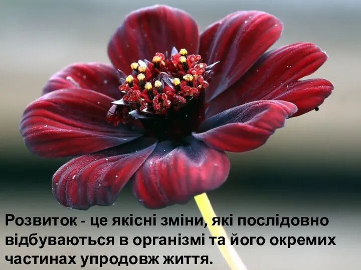 Розвиток - це якісні зміни, які послідовно відбуваються в організмі та його окремих частинах упродовж життя.