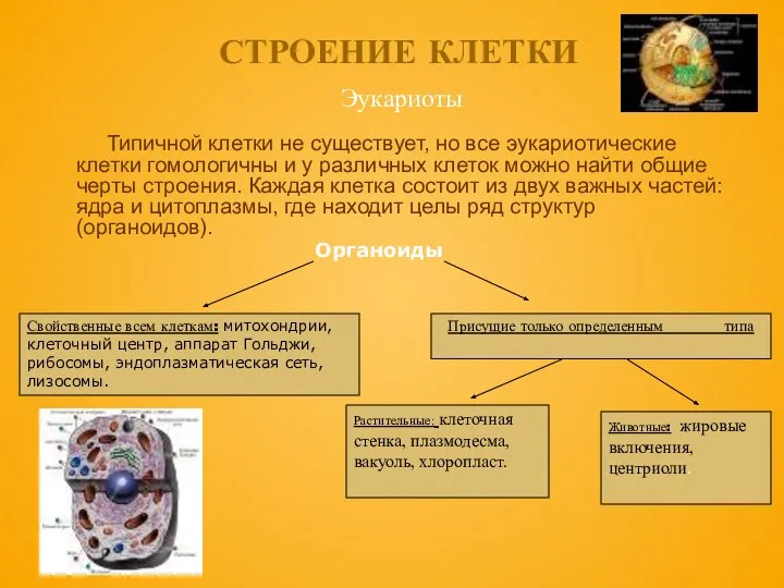 Типичной клетки не существует, но все эукариотические клетки гомологичны и у