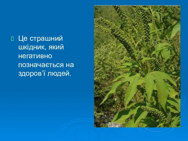 Це страшний шкідник, який негативно позначається на здоров’ї людей.