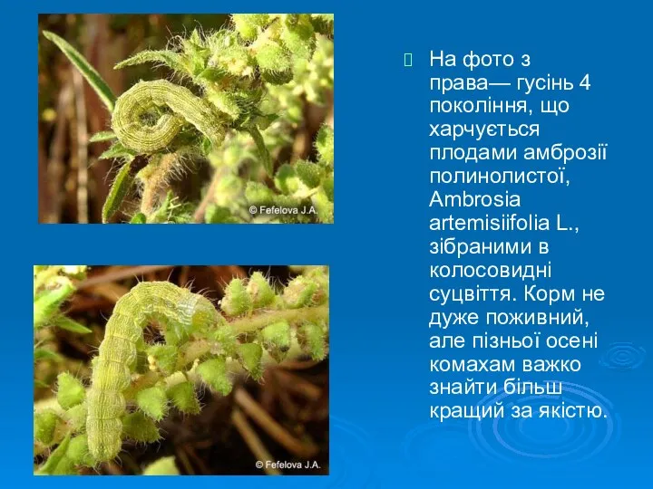 На фото з права— гусінь 4 покоління, що харчується плодами амброзії