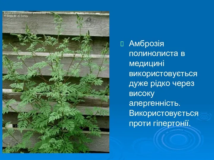 Амброзія полинолиста в медицині використовується дуже рідко через високу алергенність. Використовується проти гіпертонії.