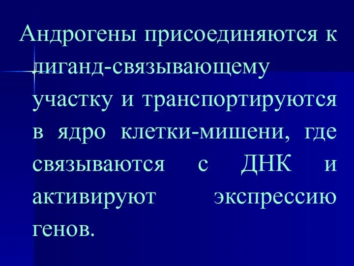 Андрогены присоединяются к лиганд-связывающему участку и транспортируются в ядро клетки-мишени, где