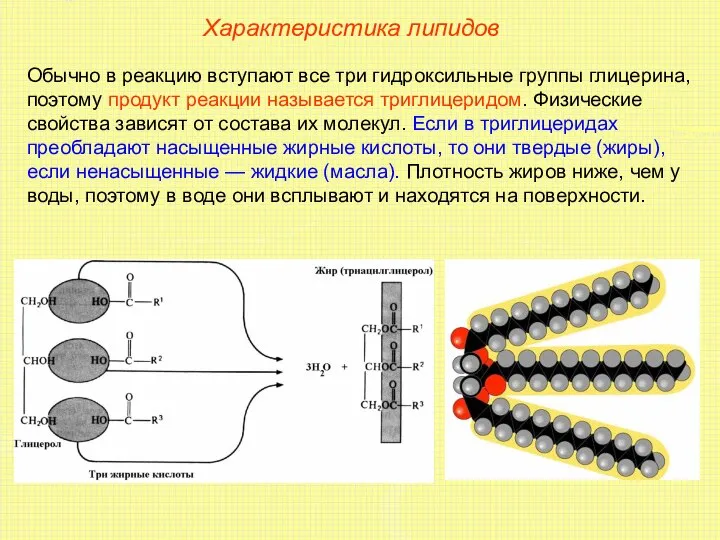 Характеристика липидов Обычно в реакцию вступают все три гидроксильные группы глицерина,