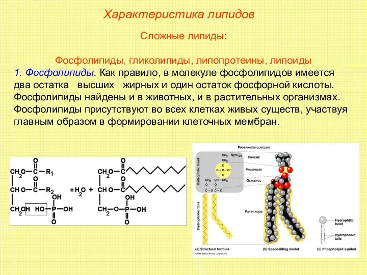 Характеристика липидов Сложные липиды: Фосфолипиды, гликолипиды, липопротеины, липоиды 1. Фосфолипиды. Как