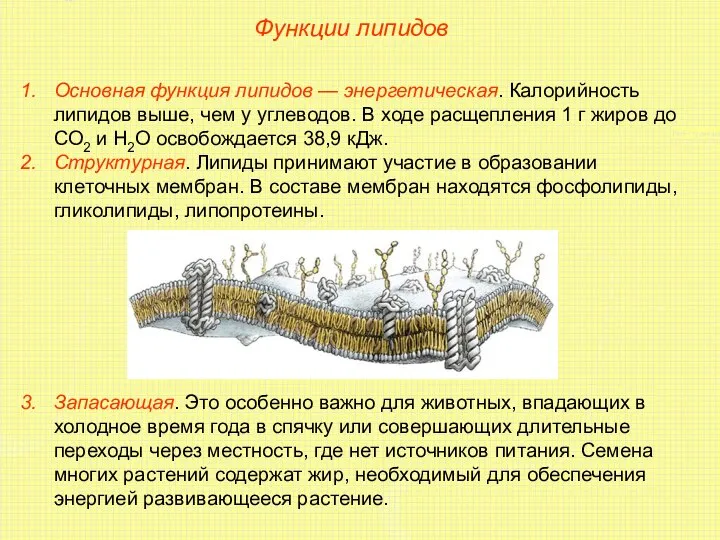 Функции липидов Основная функция липидов — энергетическая. Калорийность липидов выше, чем