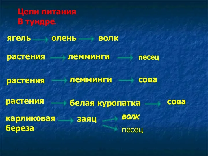 Цепи питания В тундре. растения карликовая береза заяц волк волк ягель