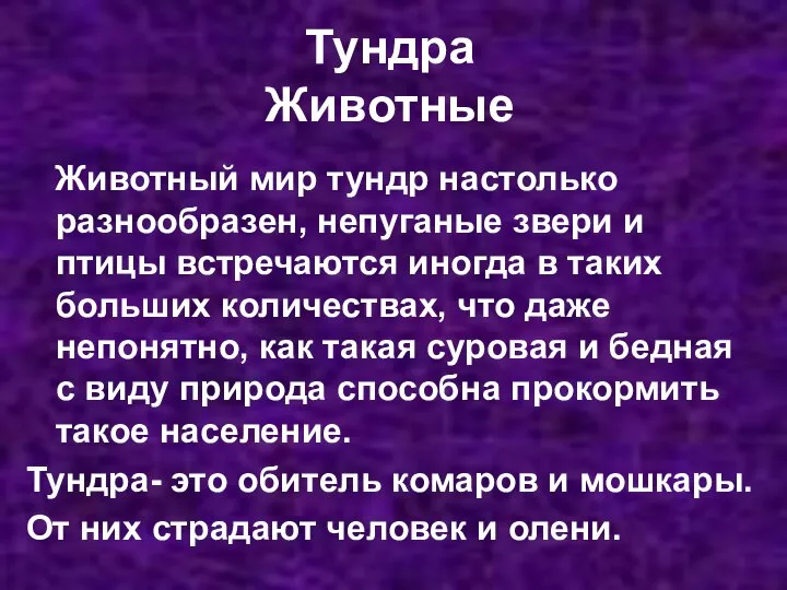 Тундра Животные Животный мир тундр настолько разнообразен, непуганые звери и птицы