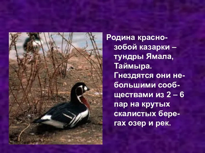 Родина красно-зобой казарки – тундры Ямала, Таймыра. Гнездятся они не-большими сооб-ществами