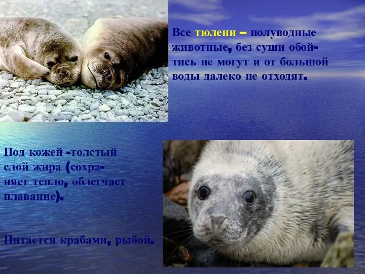 Все тюлени – полуводные животные, без суши обой- тись не могут