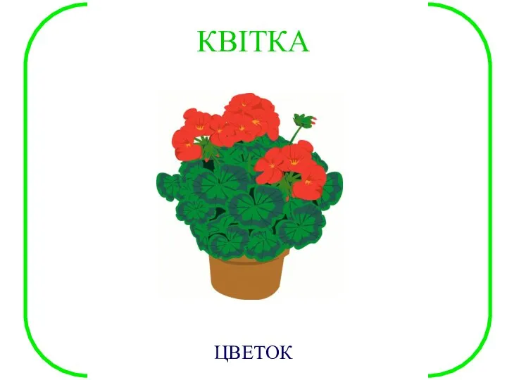 КВІТКА ЦВЕТОК