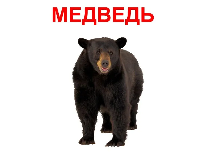 МЕДВЕДЬ