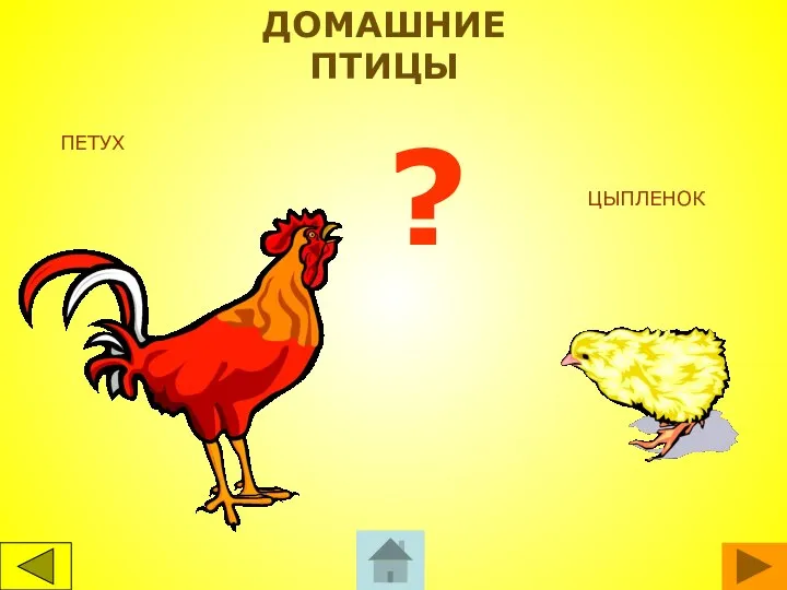 ПЕТУХ ЦЫПЛЕНОК ? ДОМАШНИЕ ПТИЦЫ