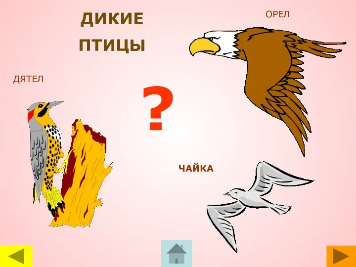 ДЯТЕЛ ОРЕЛ ЧАЙКА ? ДИКИЕ ПТИЦЫ