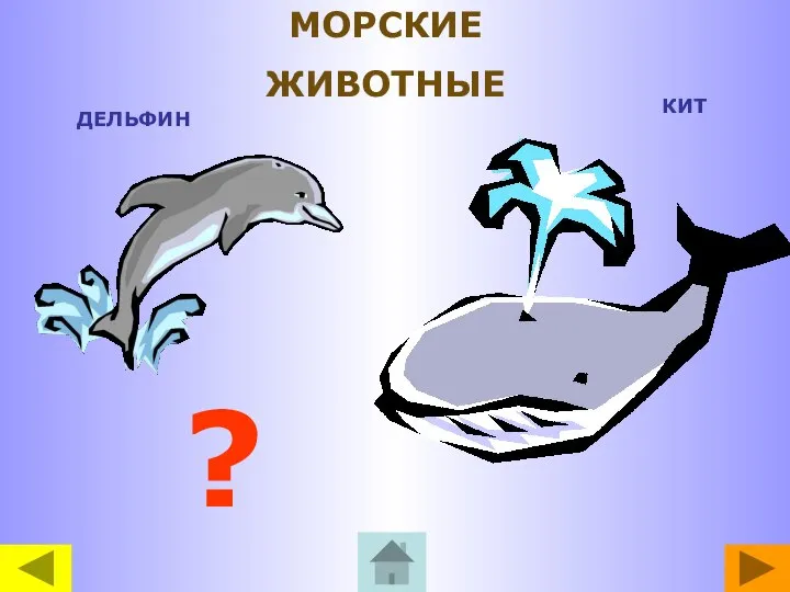 ДЕЛЬФИН КИТ ? МОРСКИЕ ЖИВОТНЫЕ