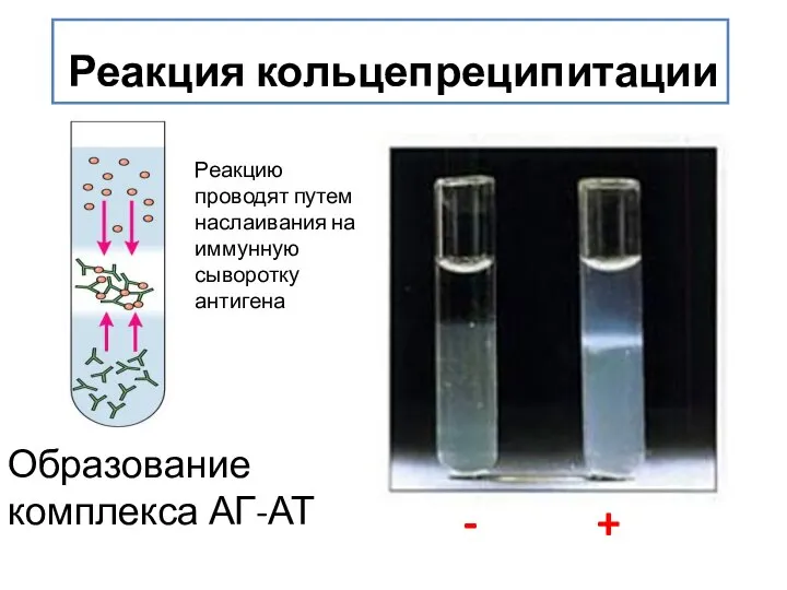 Реакция кольцепреципитации Образование комплекса АГ-АТ - + Реакцию проводят путем наслаивания на иммунную сыворотку антигена