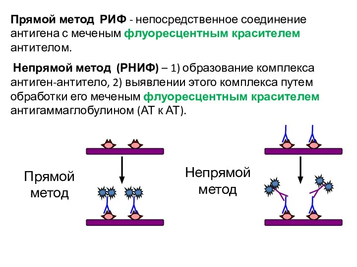 Прямой метод РИФ - непосредственное соединение антигена с меченым флуоресцентным красителем