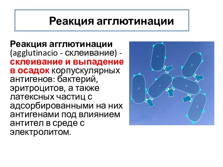 Реакция агглютинации Реакция агглютинации (agglutinacio - склеивание) - склеивание и выпадение