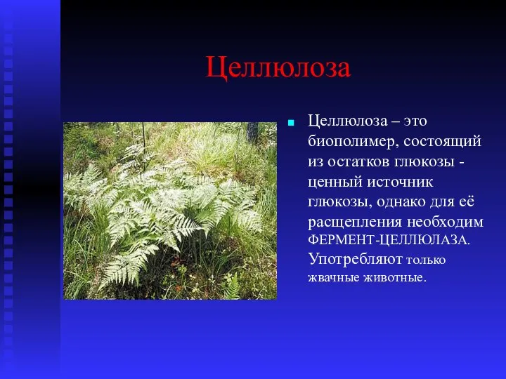 Целлюлоза Целлюлоза – это биополимер, состоящий из остатков глюкозы - ценный