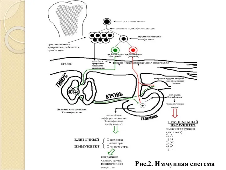 Рис.2. Иммунная система