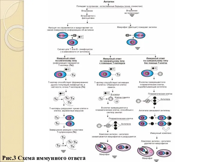 Рис.3 Схема иммунного ответа