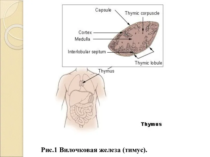 Рис.1 Вилочковая железа (тимус).