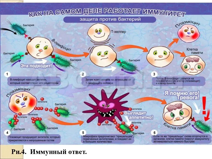Ри.4. Иммунный ответ.