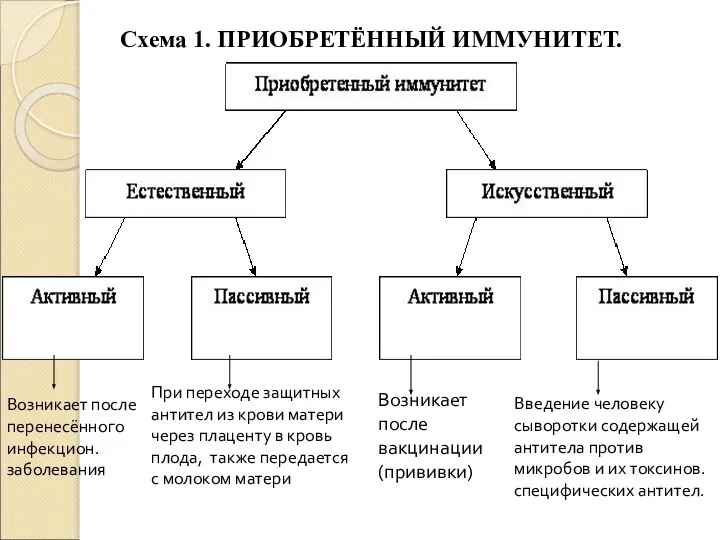 Возникает после перенесённого инфекцион. заболевания При переходе защитных антител из крови